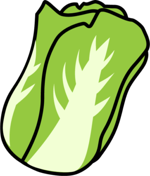 白菜のイラスト