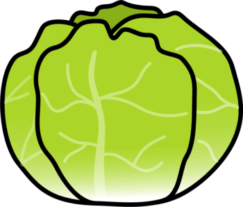 キャベツのイラスト